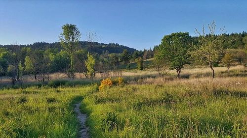 Scenic view of grassy field against blue sky