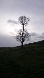 Bare trees on field