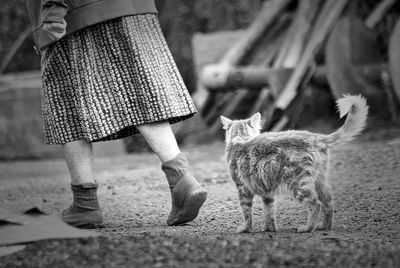 one animal