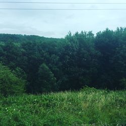 Scenic view of forest against sky