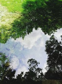 Low angle view of trees against sky