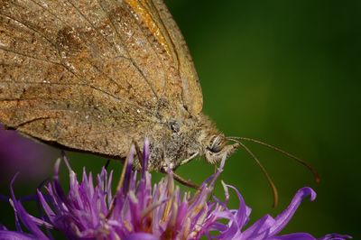 Close-up of insect on flower