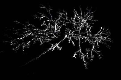 Low angle view of illuminated tree against sky at night