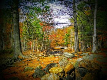 Trees growing in forest against sky