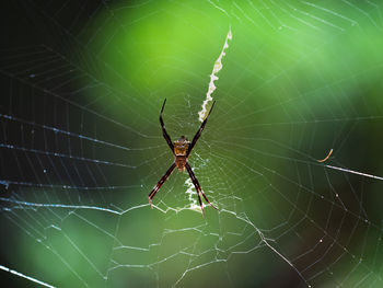 Close-up of spider on web