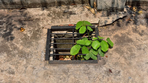 Small young tree is growing on sewer pipe.