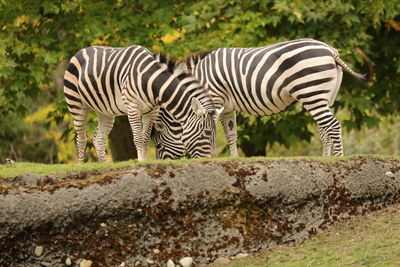 Side view of zebra standing by plants