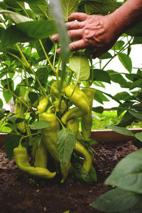 Midsection of person holding leaf