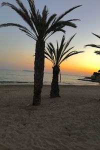 Palm tree on beach against sky during sunset