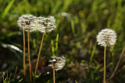 Close-up of dandelions growing at field