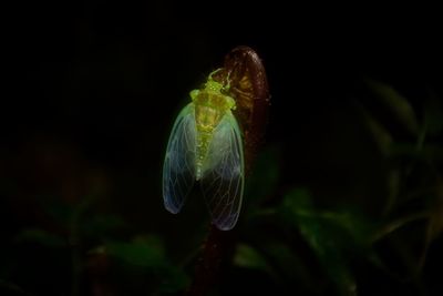 Close-up of flower bud against black background