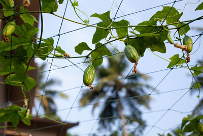 Low angle view of berries growing on tree against sky