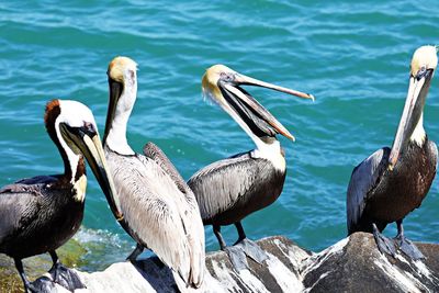 Flock of birds perching on rock by sea