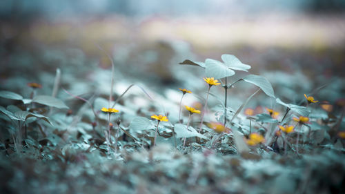 Close-up of daisy flowers on field