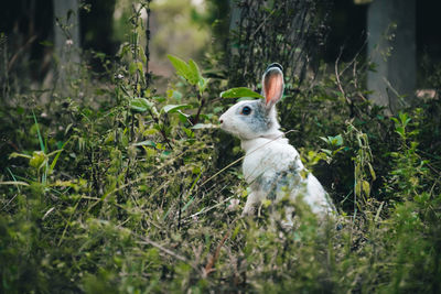 White rabbit in the grass