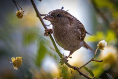 Close-up of bird perching on a plant