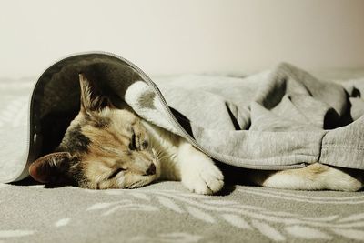 Close-up of cat sleeping