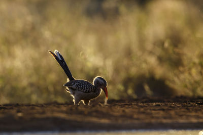 Close-up of bird perching on field