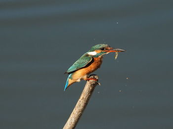 Close-up of bird perching on a branch