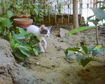 Cat relaxing in yard