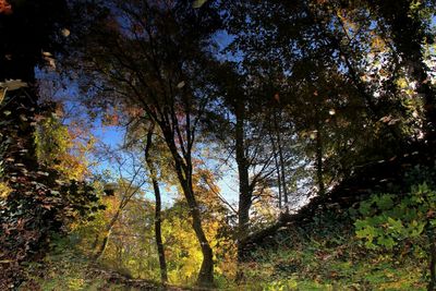 Trees in forest during autumn