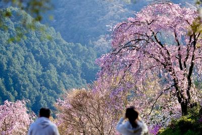 Rear view of people on cherry blossom