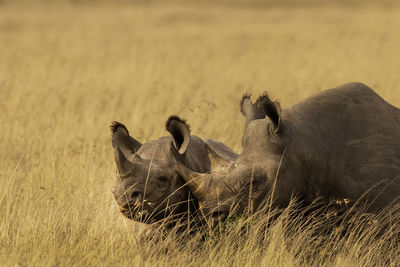 Black rhino in kenya