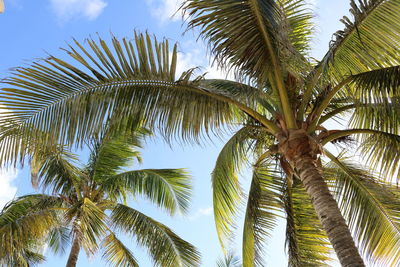 Low angle view of palm trees against sky