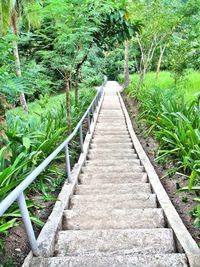 Boardwalk amidst plants