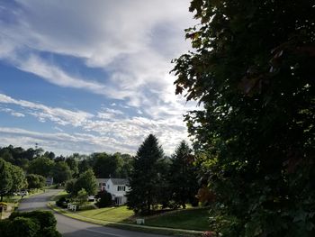 Trees against sky