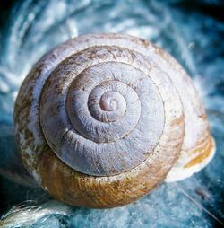 Close-up of snail