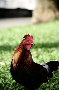 Close-up of a bird