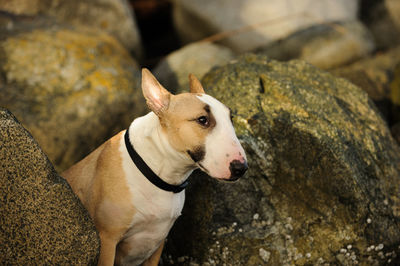 Close-up of dog sitting by rocks