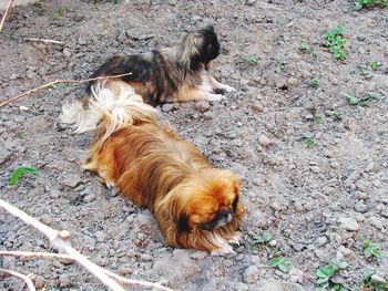 High angle view of dog on field