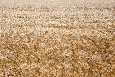 Full frame shot of wheat field