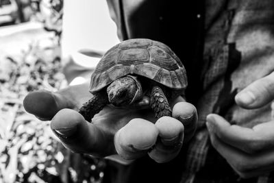 Close-up turtle