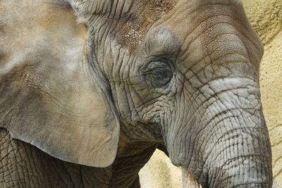 Close-up of elephant