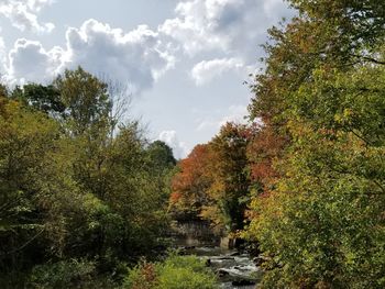 Trees on landscape during autumn