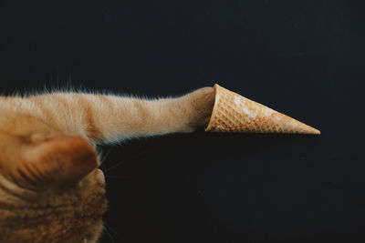 Close-up of a cat over black background