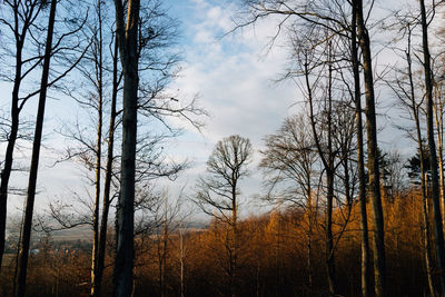Bare trees in forest against sky