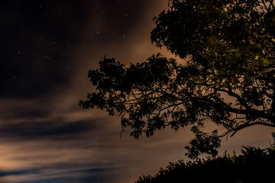 Low angle view of silhouette tree against sky at night