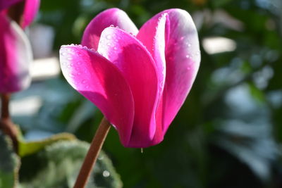 Close-up of pink flower