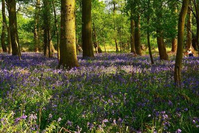 Purple flowering plants on field