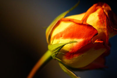 Close-up of red flower