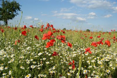 Red poppy flowers in field