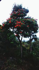 Close-up of tree against sky