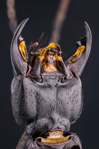 Close-up of insect against black background