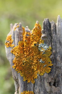 Close-up of mushroom growing on tree trunk