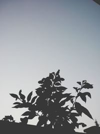 Low angle view of lizard against clear sky