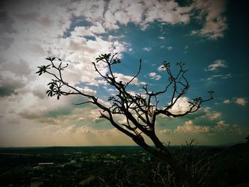 Scenic view of flowering plants against sky